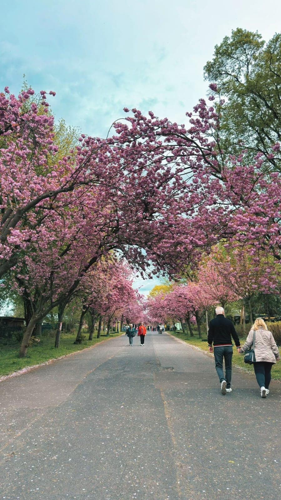 Cherry blossom avenue in Cologne